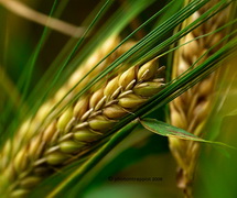 Перший мільйон зерна нового врожаю зібрано на Миколаїщині